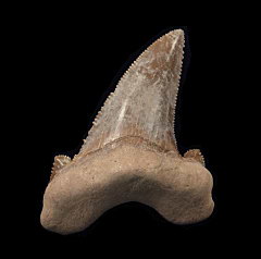 Real Moroccan Otodus auriculatus tooth | Buried Treasure Fossils