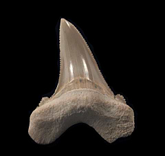 Cheap Moroccan Otodus sokolovi tooth | Buried Treasure Fossils