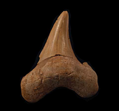 Cheap Moroccan Otodus sokolovi tooth for sale | Buried Treasure Fossils