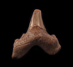 Moroccan Otodus sokolovi tooth for sale | Buried Treasure Fossils