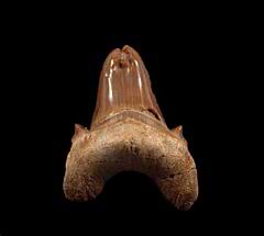 Split tip pathologic Otodus tooth | Buried Treasure Fossils