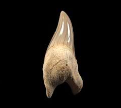 Moroccan pathologic Otodus tooth | Buried Treasure Fossils