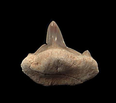 Pathologic Otodus shark tooth | Buried Treasure Fossils