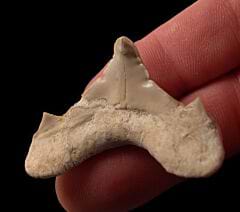 Moroccan pathologic Otodus tooth fpr sale | Buried Treasure Fossils