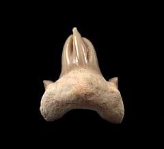 Split tip pathologic Otodus tooth | Buried Treasure Fossils