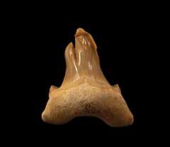 Twisted crown pathologic Otodus tooth | Buried Treasure Fossils