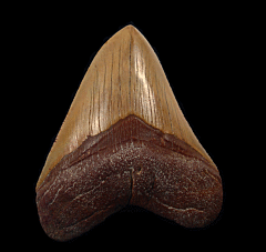 Big Morocco Megalodon tooth | Buried Treasure Fossils
