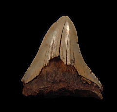 Rare Western Sahara Megalodon tooth for sale | Buried Treasure Fossils