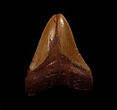 Nice Moroccan Meg tooth for sale | Buried Treasure Fossils