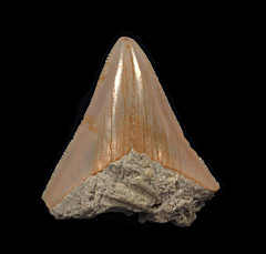 Rare Western Sahara Megalodon tooth for sale | Buried Treasure Fossils