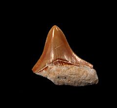 Cheap Morocco Megalodon tooth for sale | Buried Treasure Fossils