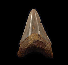 Real Moroccan Megalodon tooth for sale | Buried Treasure Fossils