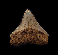 Nice Moroccan Megalodon tooth for sale | Buried Treasure Fossils