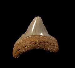Cheap Moroccan Meg tooth for sale | Buried Treasure Fossils