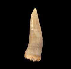 Enchodus tooth for sale| Buried Treasure Fossils