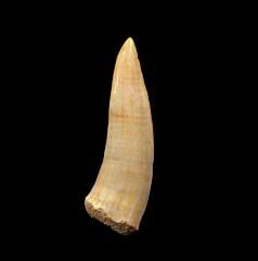 Enchodus teeth for sale| Buried Treasure Fossils