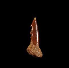 Moroccan Onchopristis dunklei  tooth for sale| Buried Treasure Fossils