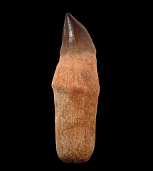 Prognathodon anceps tooth | Buried Treasure Fossils