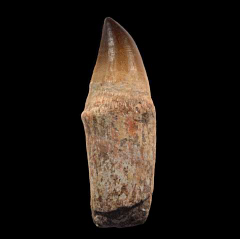 Prognathodon anceps tooth with root | Buried Treasure Fossils
