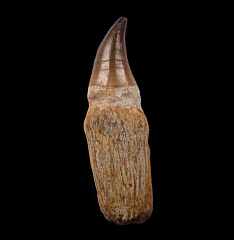 Rooted Mosasaur tooth for sale | Buried Treasure Fossils