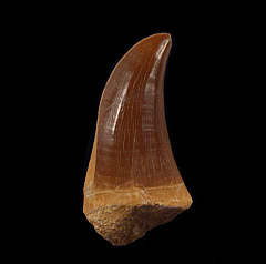 Hainosaurus (Tylosaur) tooth | Buried Treasure Fossils