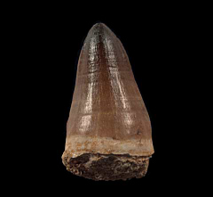 Real Prognathodon anceps tooth for sale | Buried Treasure Fossils