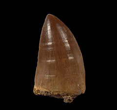 Real Prognathodon anceps tooth for sale | Buried Treasure Fossils