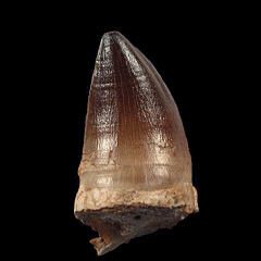 Prognathodon anceps (Mosasaurus) tooth | Buried Treasure Fossils