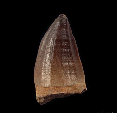 Large Mosasaur tooth in matrix for sale | Buried Treasure Fossils