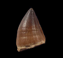 Real Mosasaur tooth for sale | Buried Treasure Fossils
