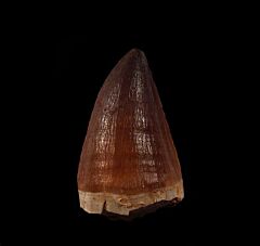 Large Prognathodon tooth with root for sale | Buried Treasure Fossils