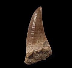 Moroccan Mosasaurus beaugei tooth | Buried Treasure Fossils  