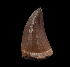 Moroccan Mosasaurus beaugei tooth | Buried Treasure Fossils  