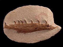Rare Aigialosaur Mosasaur jaw for sale | Buried Treasure Fossils