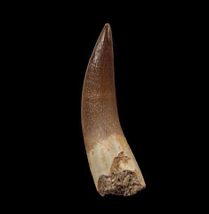 Real Zarafasaura oceanis tooth for sale | Buried Treasure Fossils