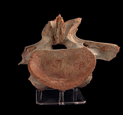 Spinosaurus atlas vertebra | Buried Treasure Fossils