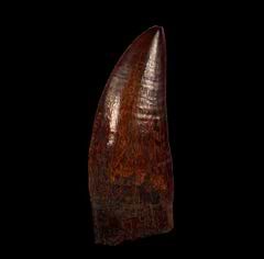 Huge Carcharodontosaurus saharicus  tooth for sale | Buried Treasure Fossils