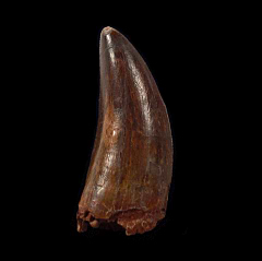 Moroccan Carcharodontosaurus dinosaur tooth | Buried Treasure Fossils