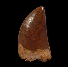 Carch dinosaur tooth for sale | Buried Treasure Fossils