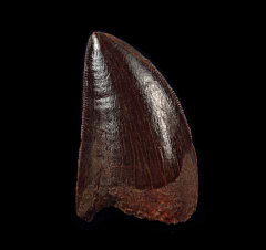 Moroccan Carcharodontosaurus tooth for sale | Buried Treasure Fossils