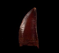 Red Carcharodontosaurus dinosaur tooth for sale | Buried Treasure Fossils