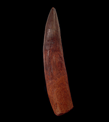 Juvenile Spinosaurus aegyptiacus tooth for sale | Buried Treasure Fossils