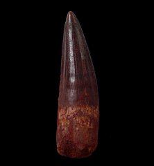 Nice Spinosaurus tooth for sale | Buried Treasure Fossils