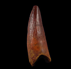 Spinosaurus aegyptiacus tooth | Buried Treasure Fossils