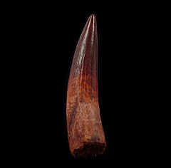 Quality Moroccan Spinosaurus tooth for sale | Buried Treasure Fossils