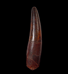 Top quality Spinosaurus tooth for sale | Buried Treasure Fossils