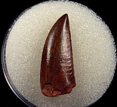 Moroccan Abelisauridae tooth for sale | Buried Treasure Fossils