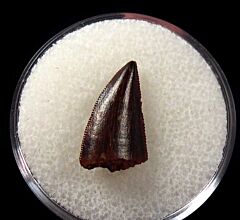 Moroccan Abelisaurid dinosaur tooth for sale | Buried Treasure Fossils