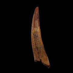 Big Pterosaur tooth for sale | Buried Treasure Fossils