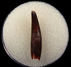 Real Coloborhynchus tooth for sale | Buried Treasure Fossils